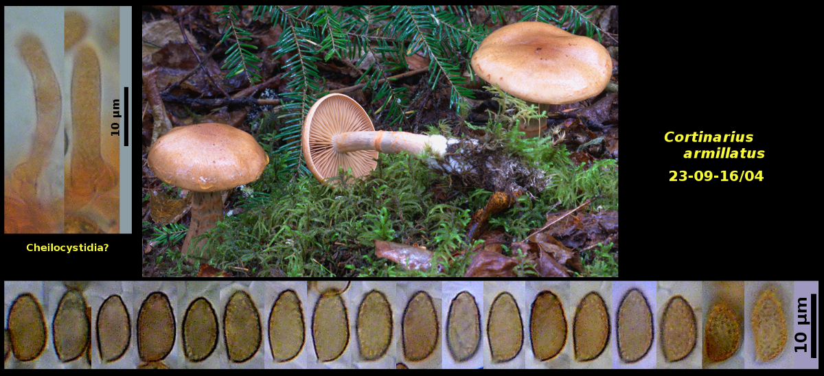 Picture of <i>Cortinarius armillatus</i>